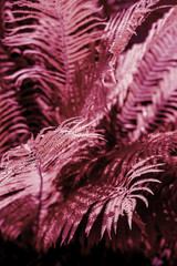 Detail Of Fern On Dark Background