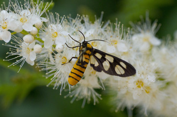 yellow butterfly on white flower