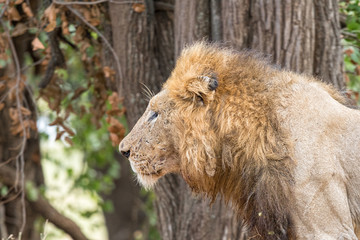 Profile of a scarred male lion