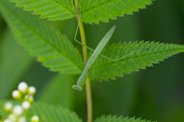 little green mantis on leaf. 