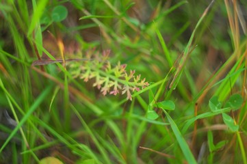 Whimsical sprig with pink edges, overgrown field