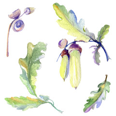Forest acorn green leaf and nut. Watercolor background illustration set. Isolated oak illustration element.
