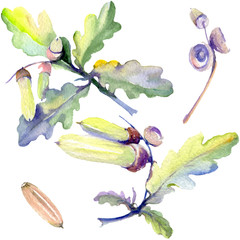 Forest acorn green leaf and nut. Watercolor background illustration set. Isolated oak illustration element.