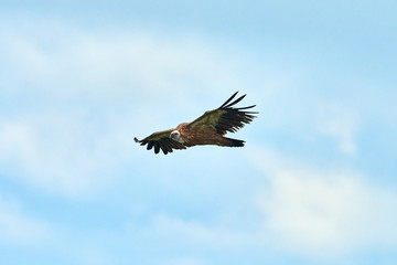 Obraz na płótnie Canvas Griffon vulture. Griffin vulture. Vulture, fingerboard, griffin, griffon-vulture. Griffon Vulture Flight.
