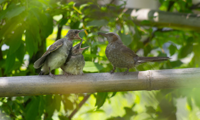 little birds on bamboo rod