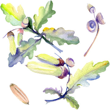Forest acorn green leaf and nut. Watercolor background illustration set. Isolated oak illustration element.