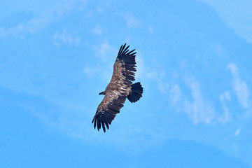 Fototapeta na wymiar Griffon vulture. Griffin vulture. Vulture, fingerboard, griffin, griffon-vulture. Griffon Vulture Flight.