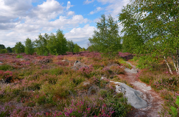 Purple heather on  Coquibus plateau in Fontainebleau forest