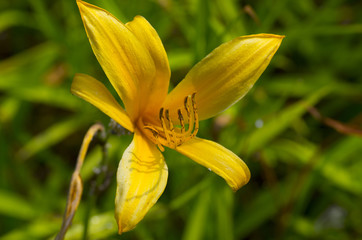 Fototapeta na wymiar yellow lily in the garden