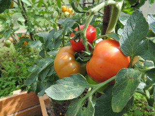 fresh tomatoes on the vine