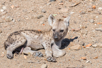 Close-up of the face of a spotted hyaena cub