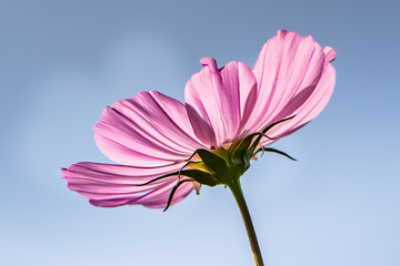blüten