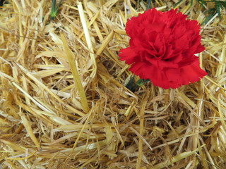 Beautiful red flowers of nice color and great aroma tucked in straw