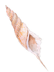 Hand paint watercolor seashell isolated on white background.Nautilus raster illustration