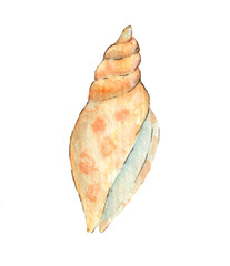 Hand paint watercolor seashell isolated on white background.Nautilus raster illustration