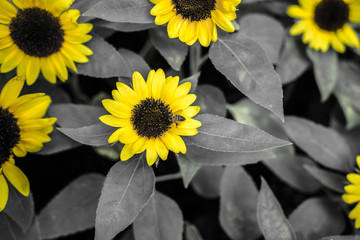 Sunflowers and bee for art concept