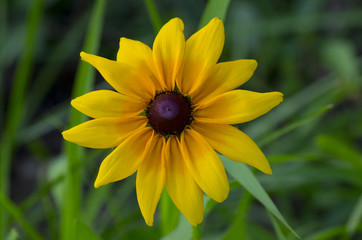 yellow cone flower blossom