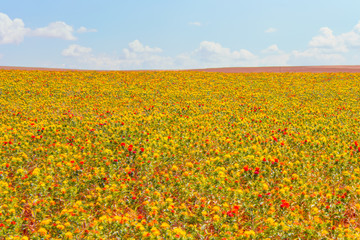 Colorful field of Safflower flowers is yellow, orange, red and green