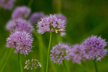 violet blossom of wild chives flower