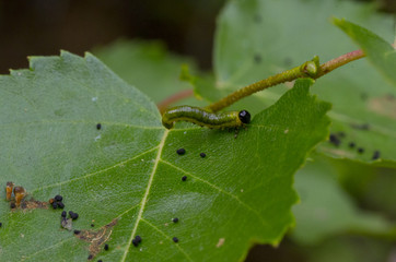 bug eating leaf