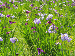 菖蒲の花　iris　福岡県北九州市戸畑区