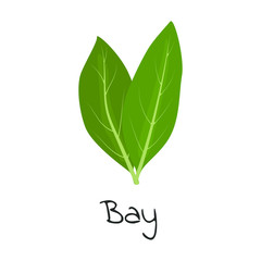 Obraz premium Bay herb isolated vector illustration.