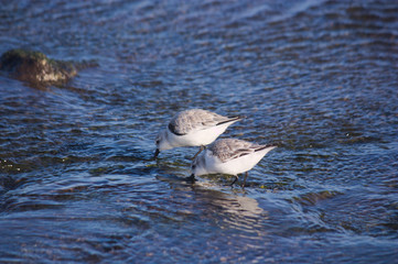 Two small gray-and-white Sanderling-type birds that walk the beach looking for food