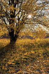 Fototapeta premium Tree with yellow autumnal leaves on the ground and morning light shining through the tree. Photograph taken in autumn in Thuringia in Germany.