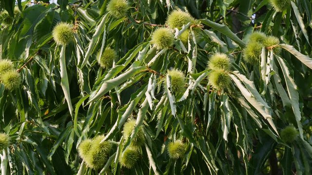 Zoom in of chestnut tree or Castanea sativa with ripe seeds inside spiky cupules at branch, 4K footage 