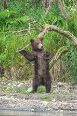 Ruling the landscape, brown bears of Kamchatka (Ursus arctos beringianus)