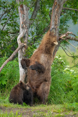 Ruling the landscape, brown bears of Kamchatka (Ursus arctos beringianus)