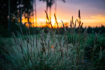 Obraz premium sunset over field