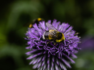 Erdhummel