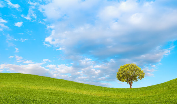 Beautiful landscape with green grass field and lone tree