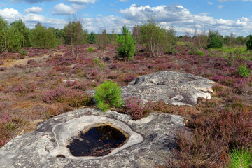 Purple heather on  Coquibus plateau in Fontainebleau forest