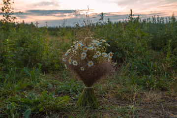 bouquet of wild flowers 