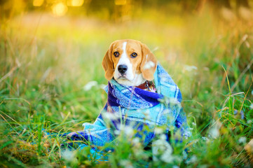 cute beagle puppy sits hiding behind a plaid in a beautiful autumn park at sunset