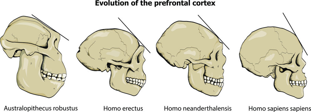 Evolution of the prefrontal cortex