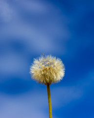 dandilion seeds on the stem with blue sky background