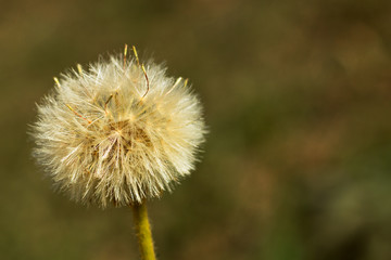 dandilion seed clsoe up, narrow depth of field, blurred background
