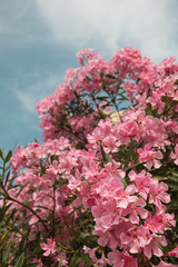 Light pink Nerium oleander flowers on Sardinia with blue sky in background