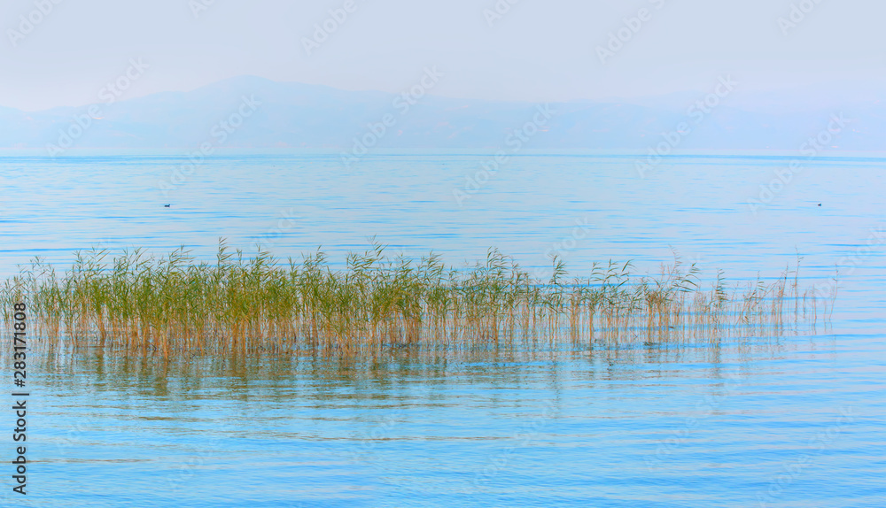 Wall mural Green weeds in the blue water - Misty lake of Iznik in the morning - Iznik, Turkey - Wall murals