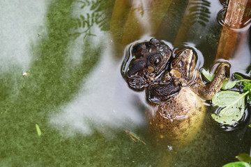 Frogs are mating in green water , Amphibians in tropical Asia , Local creature in Thailand , Reproductive system of animal , Asian common toad breeding by the male is hugged on the female back