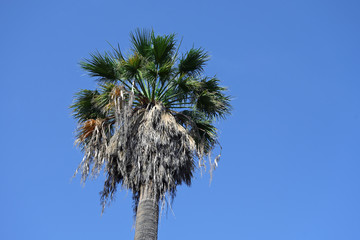 Tall fan palm tree (Washingtonia) against a blue sky, copy space