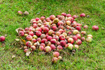 Bunch of apples on the grass