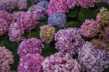 Beautiful Hydrangea (Hortensia) shrubs on Sardinia