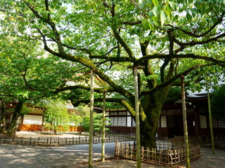 Tree in japanese garden. Heavy old aged branches are supported by wooden poles. 