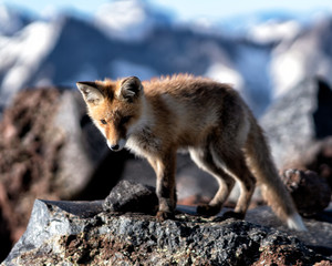 Elbrus fox
