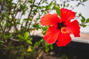 Close up orange flowers on natural light. Summer day in Europe, Portugal.