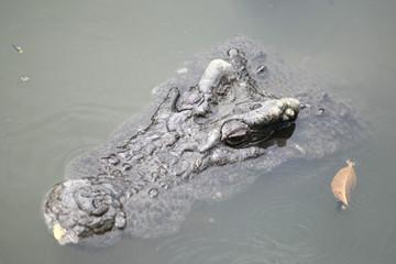 Big crocodile on the farm , Thailand
